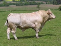 Plemeno Charolais