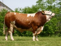 vce o plemeni SIMMENTAL