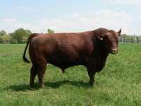 vce o plemeni ANGUS