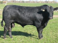 Plemeno Angus