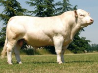 vce o plemeni CHAROLAIS