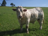 Plemeno Charolais