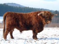 Plemeno Highland