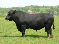 Plemeno Angus