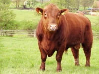 Plemeno Angus
