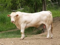 Plemeno Blonde daquitaine