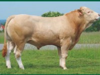 Plemeno Blonde daquitaine