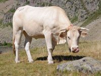 Plemeno Blonde daquitaine