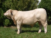 Plemeno Charolais