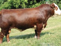 vce o plemeni HEREFORD