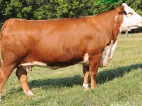 Plemeno Hereford