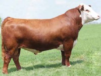 Plemeno Hereford