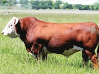 Plemeno Hereford