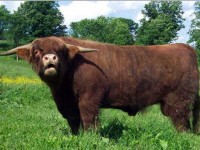 vce o plemeni HIGHLAND