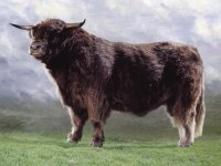 Plemeno Highland
