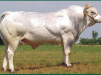 Plemeno Piemontese