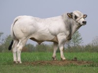Plemeno Piemontese