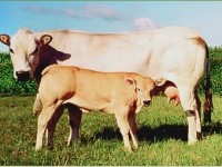Plemeno Piemontese