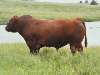 Plemeno Shorthorn