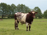 Plemeno Shorthorn