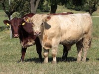 Plemeno Shorthorn