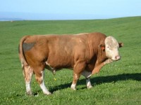 Plemeno Simmental