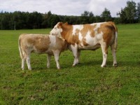 Plemeno Simmental