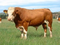 Plemeno Simmental
