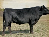 vce o plemeni WAGYU