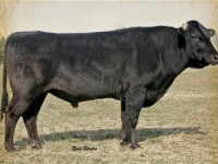 Plemeno Wagyu